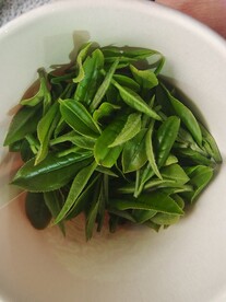 绿茶