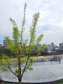 槐树新枝