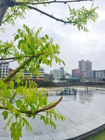 嫩绿新枝