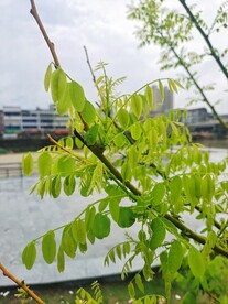 新枝嫩绿
