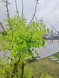 槐树