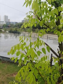 槐