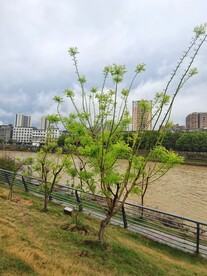 公园槐树