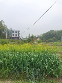 蒜苗