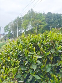 茶叶