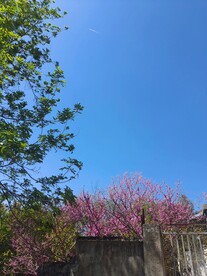 蓝天绿树