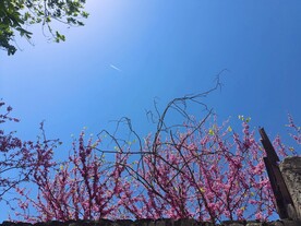 蓝天下的紫荆