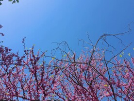 湖北紫荆