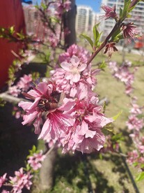 桃花图片