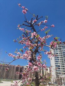 桃树