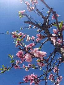 桃树