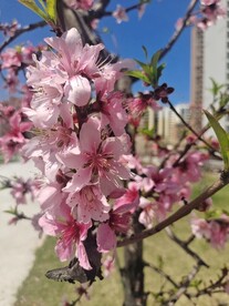 阳光下的桃花