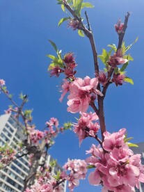蓝天下桃花