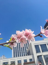 桃花开放