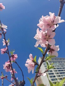 桃花枝