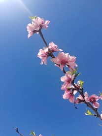 阳光下一枝花