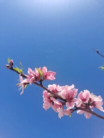 一枝桃花