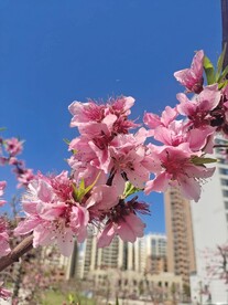 蓝天下的桃花