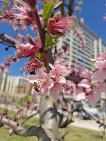 桃树开花