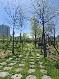 绿化树林