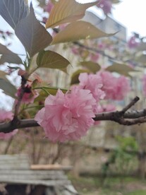 一朵樱花