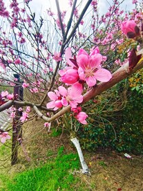 桃树