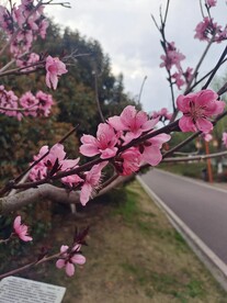 公园桃花