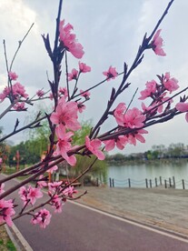 公园桃花