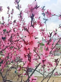 桃花