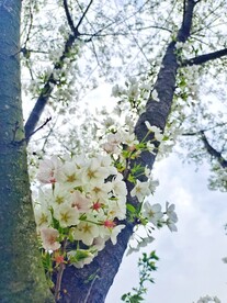 白色樱花树
