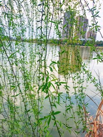 嫩绿柳芽