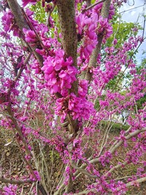 紫荆花