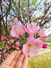 海棠花