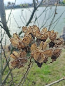 木芙蓉