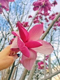 玉兰花