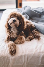 狗狗