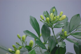 米兰花