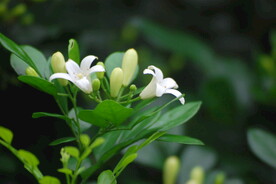 米兰花