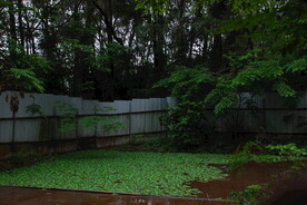水仙花