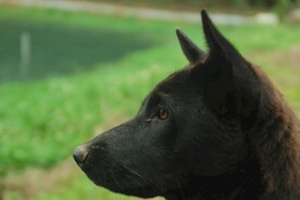 猎犬