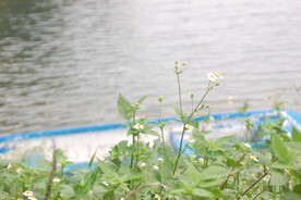 水塘杂草