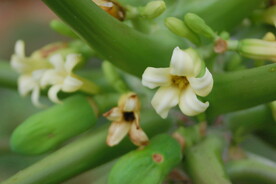木瓜花