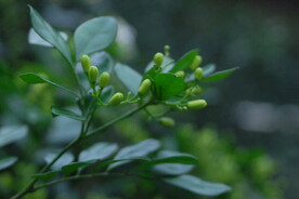 米兰花