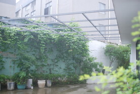 水君子花草