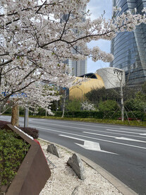 樱花树