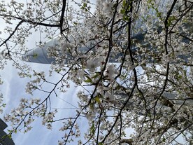 樱花树