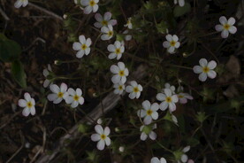 星星小花