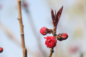 花儿
