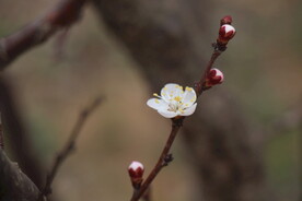 花儿
