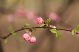 花儿